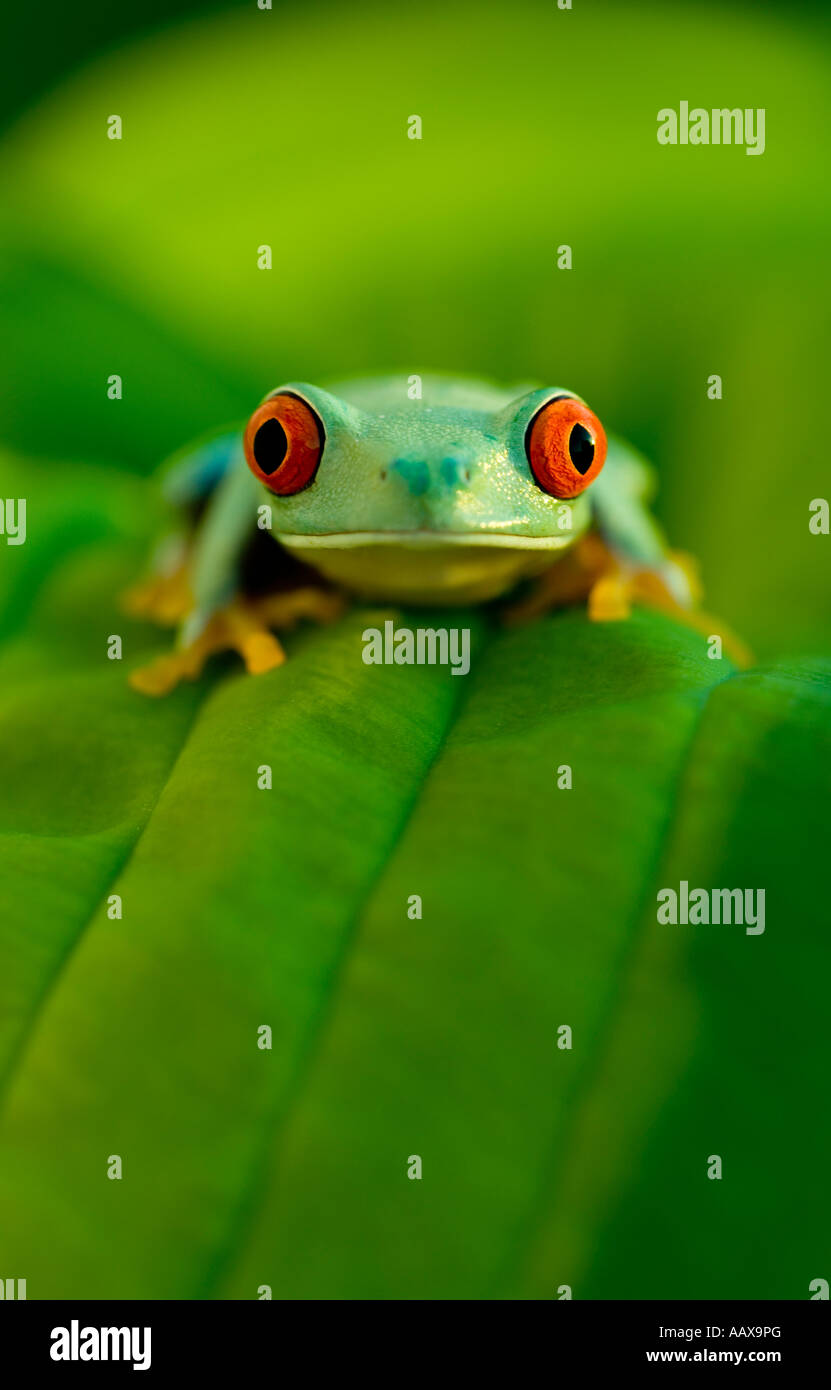 Con gli occhi rossi raganella su una foglia Foto Stock