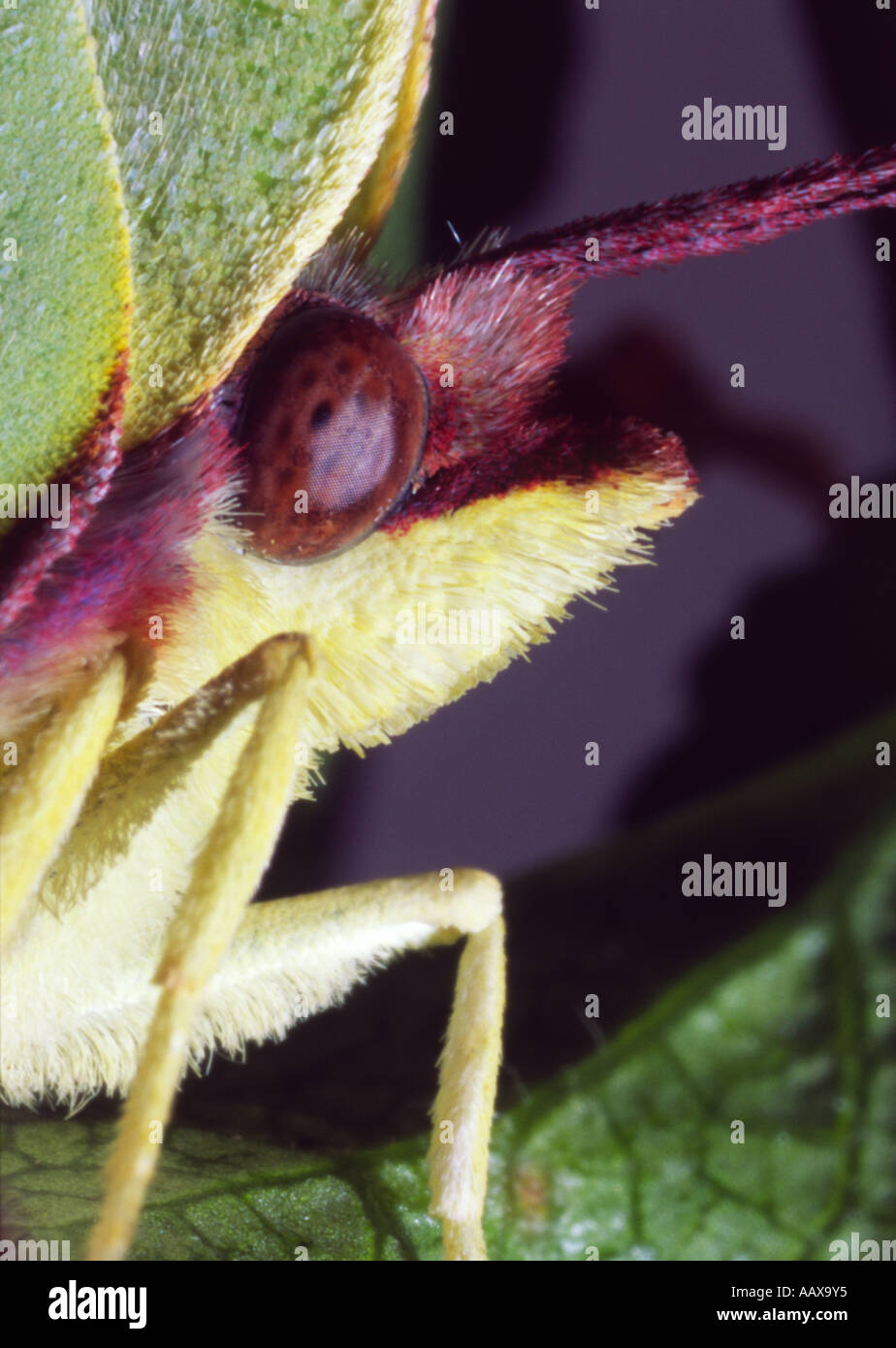 Brimstone butterfly, femmina Foto Stock