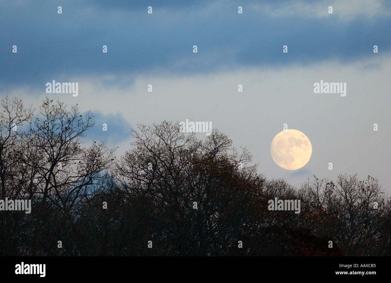 Luna piena con un tramonto cielo sopra gli alberi Foto Stock Luna piena con un tramonto cielo sopra gli alberi Foto Stock