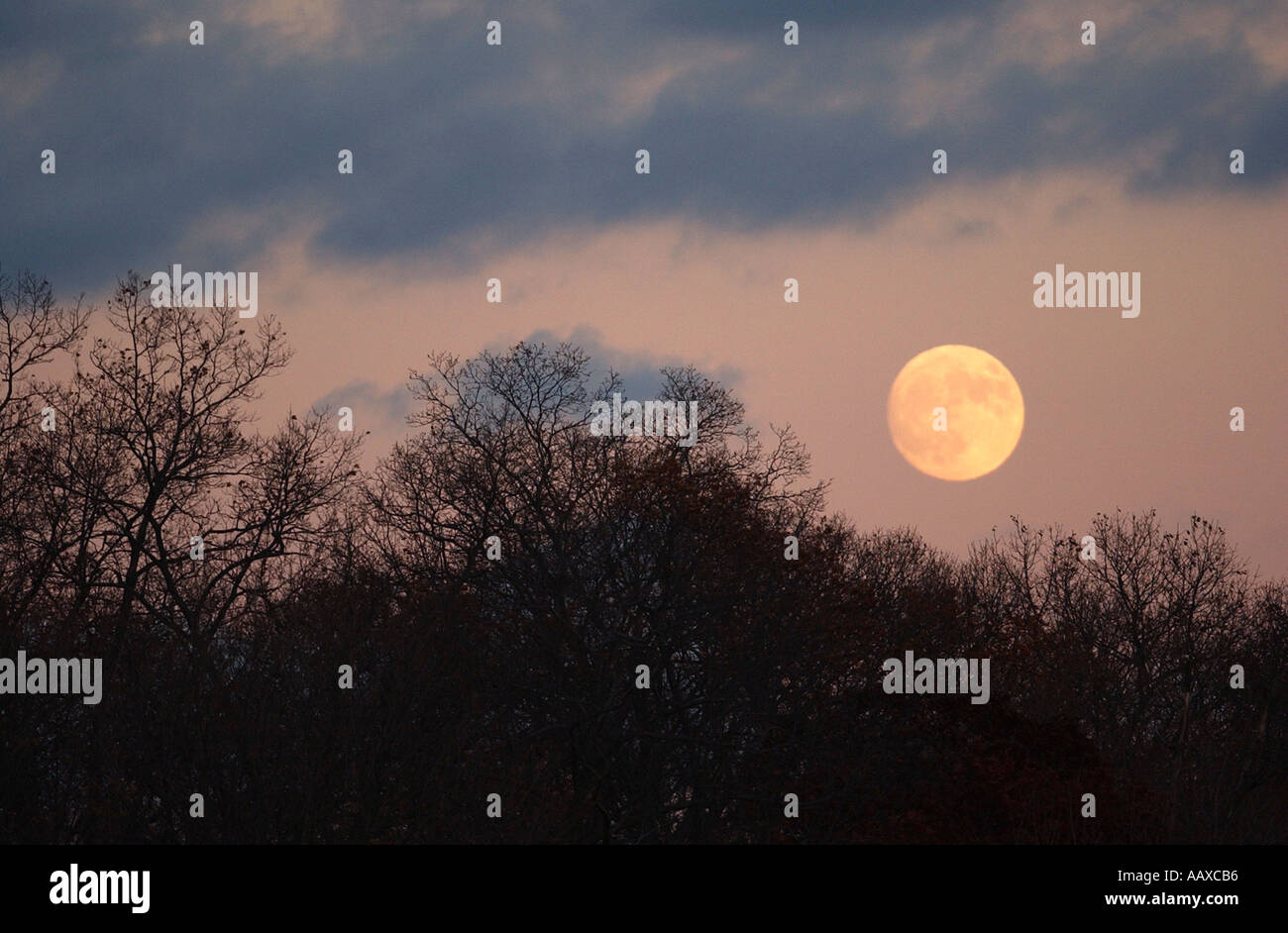 Luna piena con un tramonto cielo sopra gli alberi Foto Stock Luna piena con un tramonto cielo sopra gli alberi Foto Stock