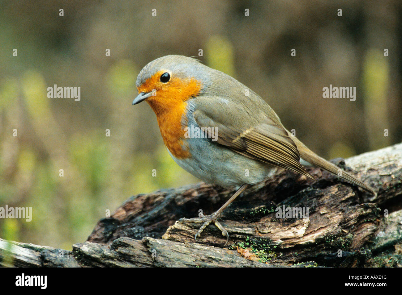 Rotkehlchen Erithacus rubecula robin Erithacus rubecula Foto Stock
