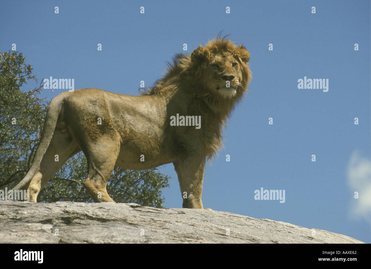 Potente giovane leone con un ben sviluppato mane si erge con orgoglio sulla sommità di una roccia kopje nel Parco Nazionale del Serengeti Tanzania E Foto Stock