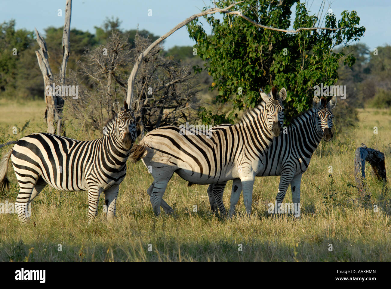 Tre Burchells zebre Okavango Delta Botswana Sud Africa Foto Stock
