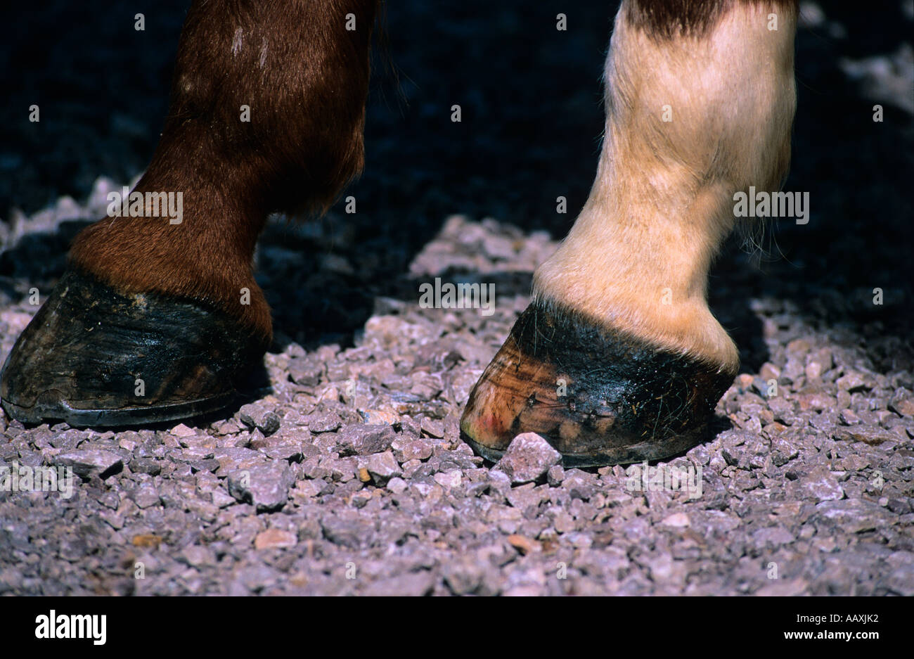 Bianco e Marrone di cavalli sulla strada di ghiaia Foto Stock