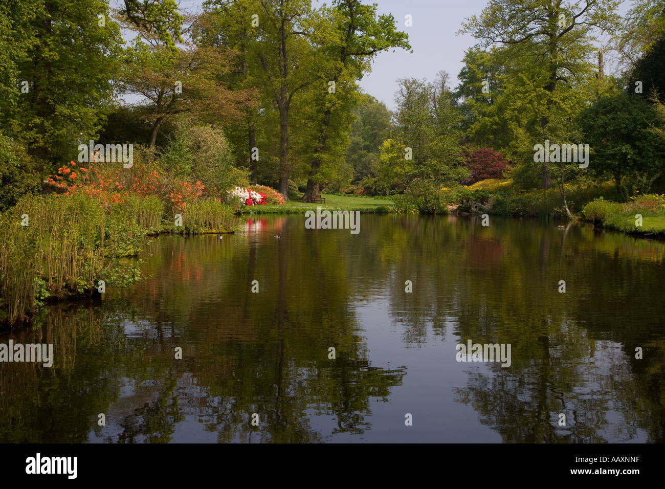 Il lago di Saville giardini Parco di Windsor Berkshire REGNO UNITO può Foto Stock