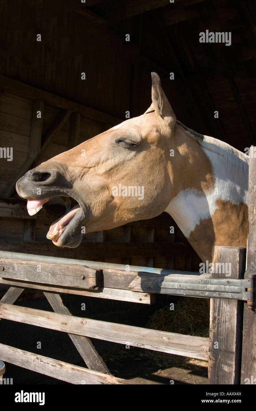Naying o ridere palomino mare cavallo Foto Stock