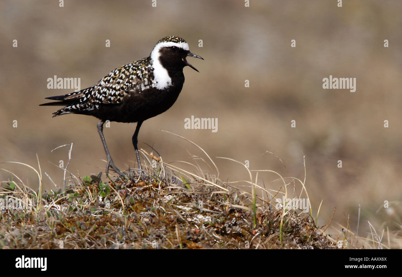 Un Americano Golden Plover (Pluvialis dominica) maschio in allevamento piumaggio, ANWR, Alaska. Foto Stock