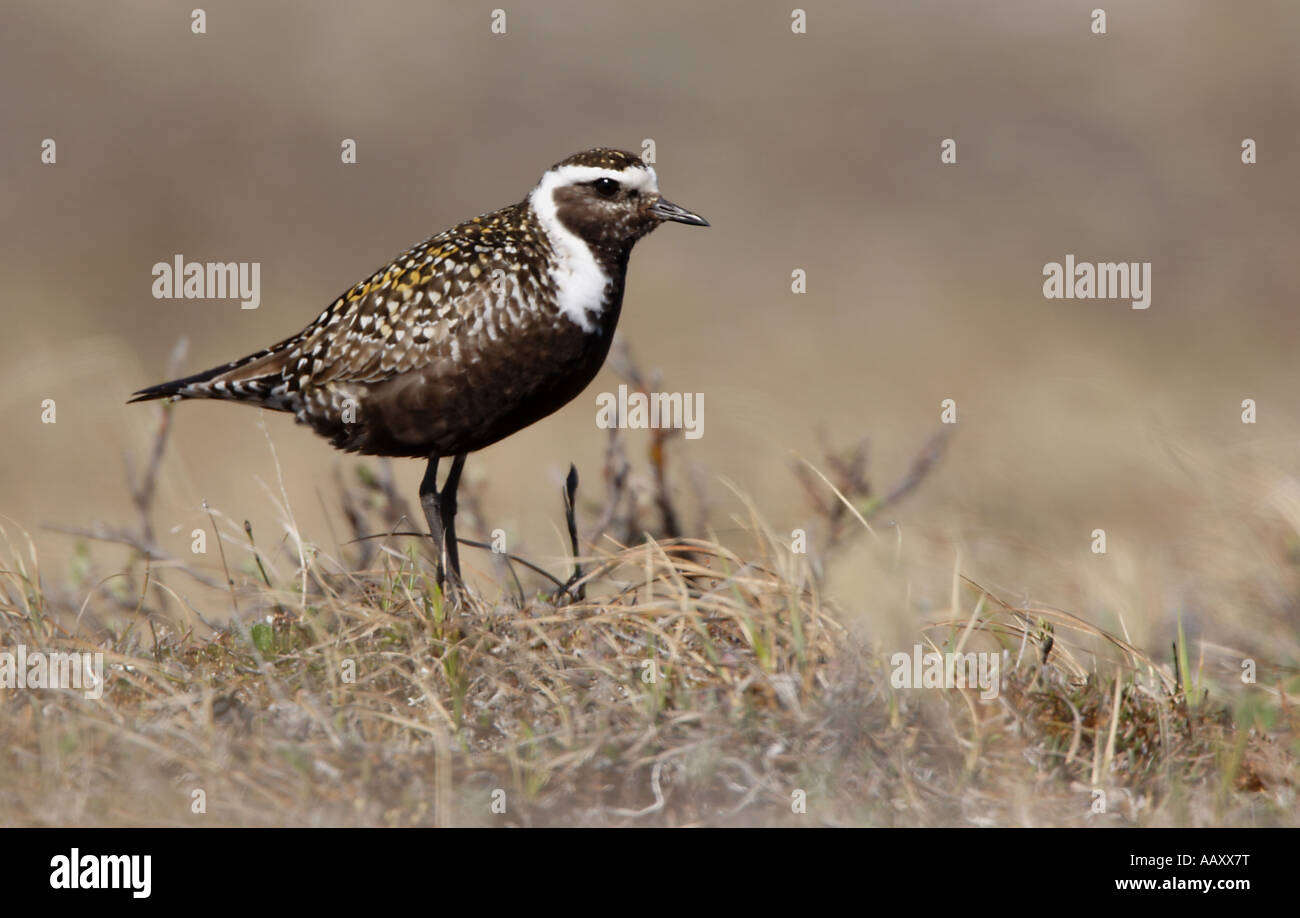 Un Americano Golden Plover (Pluvialis dominica) femmina in allevamento piumaggio, ANWR, Alaska. Foto Stock