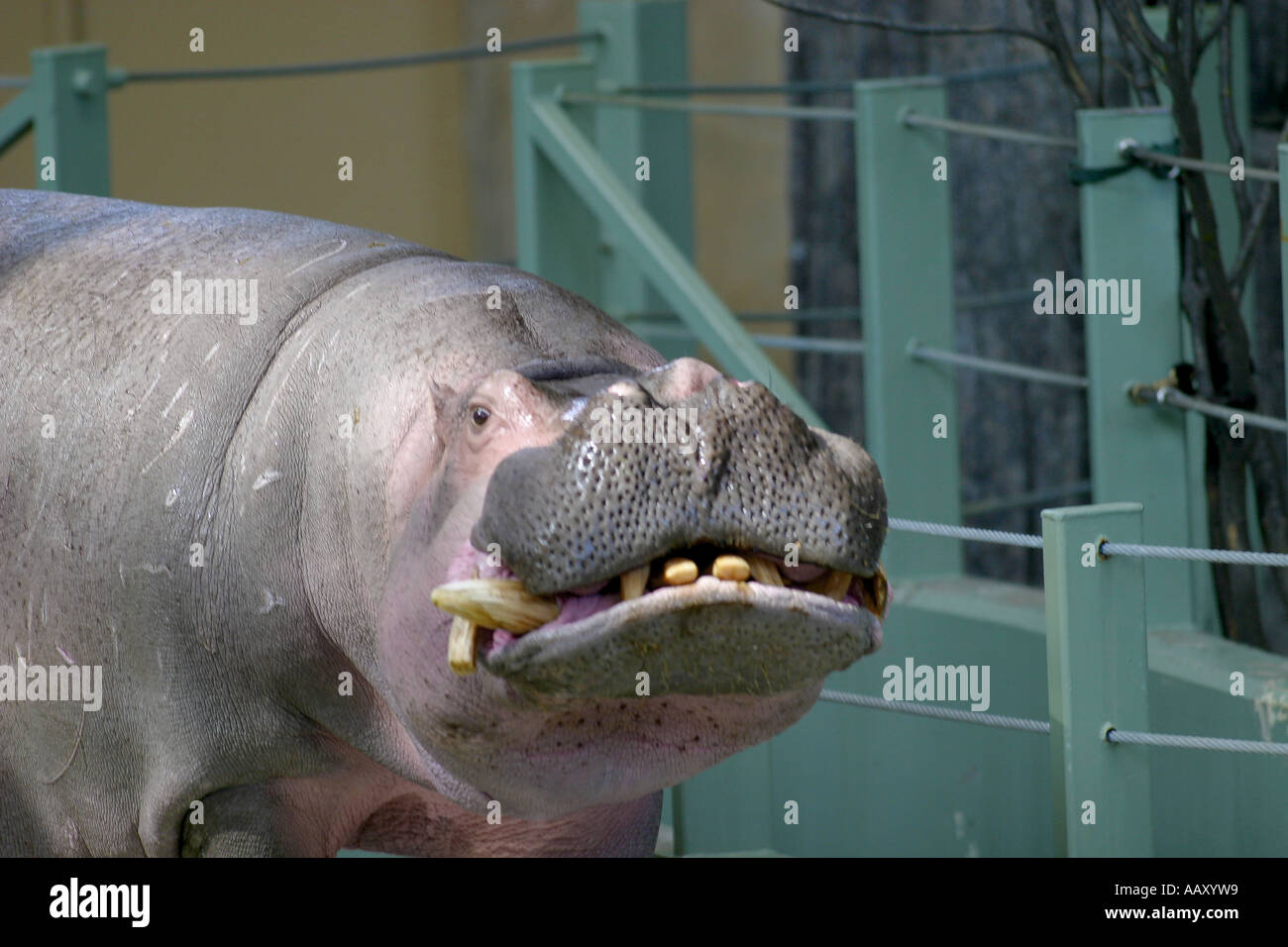 Ippopotamo Hippopotamus amphibious; anche chiamato: Ippona Foto Stock