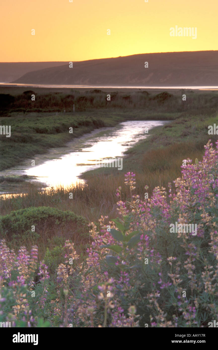 Fiori di campo in primavera presso la California litorale lungo l'Oceano Pacifico in punto Reyes Terreno paludoso di marea Foto Stock