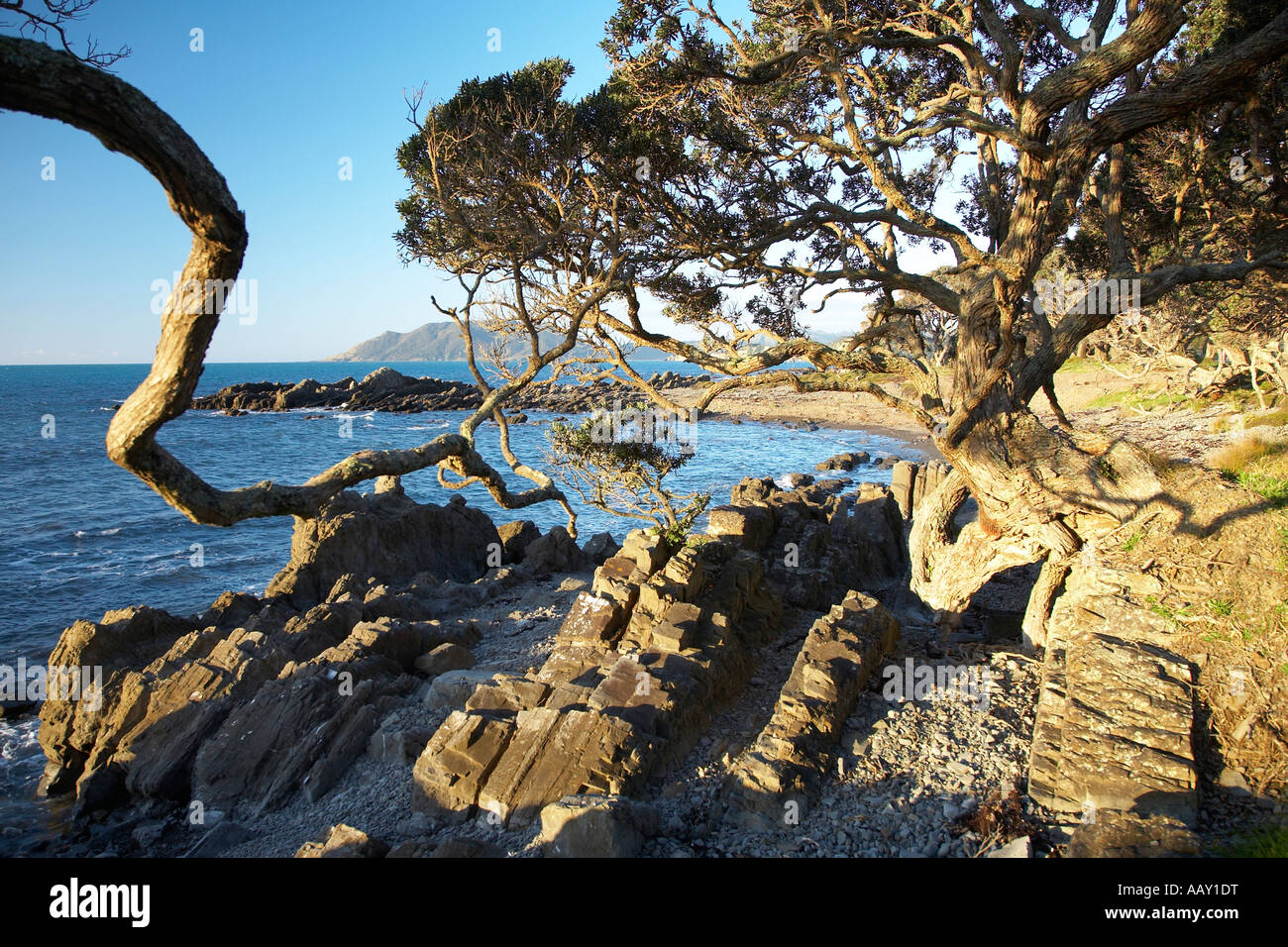 Il robusto litorale a waihau bay con grandi alberi Pohutukawa Foto Stock