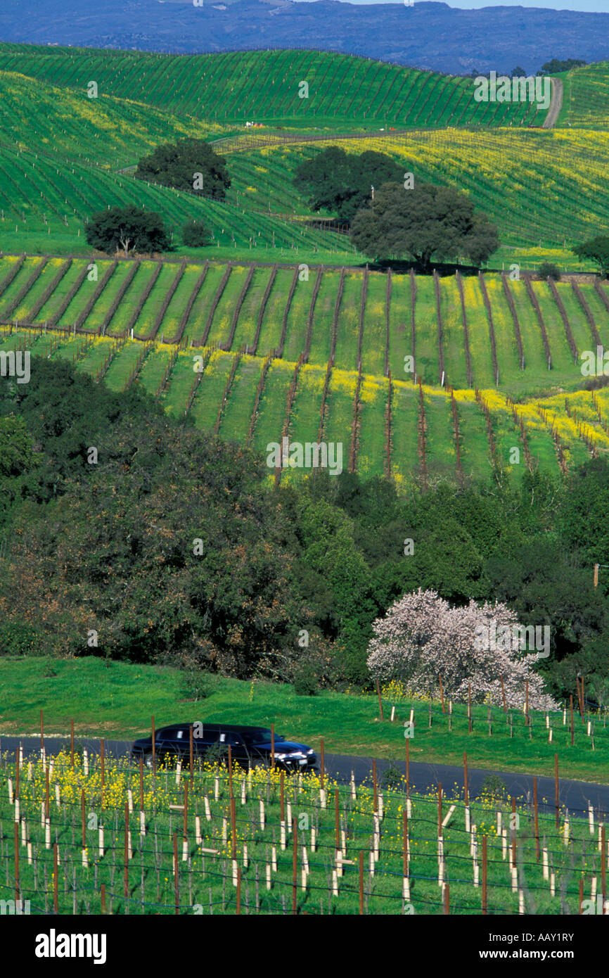 Limousine touring paese del vino di Sonoma County in primavera con la senape fioriture dei fiori nei vigneti in verticale Foto Stock