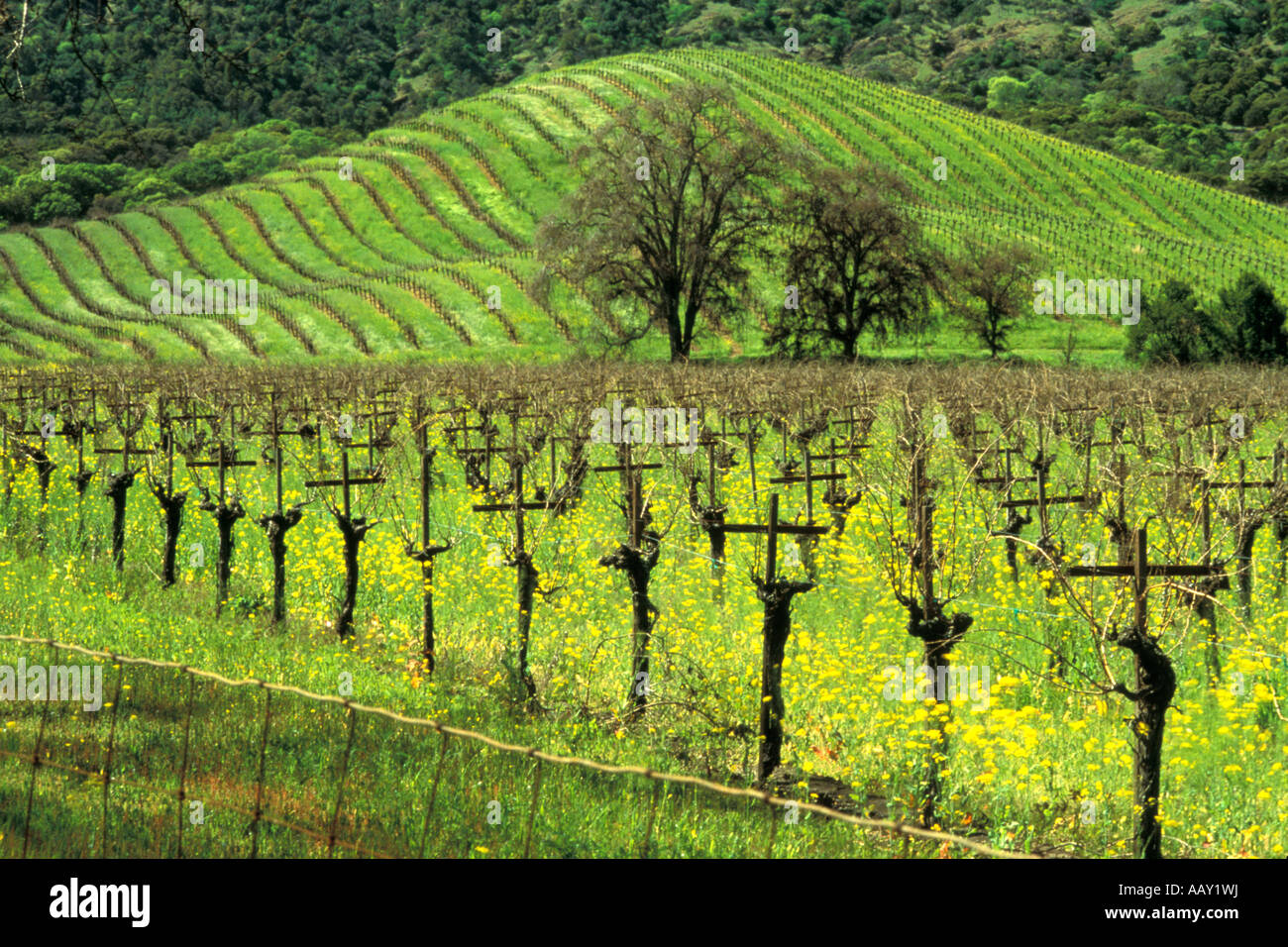 Vecchie Vigne che crescono in una vigna durante la primavera quando i campi sono di colore verde e la senape è orizzontale in fiore Foto Stock