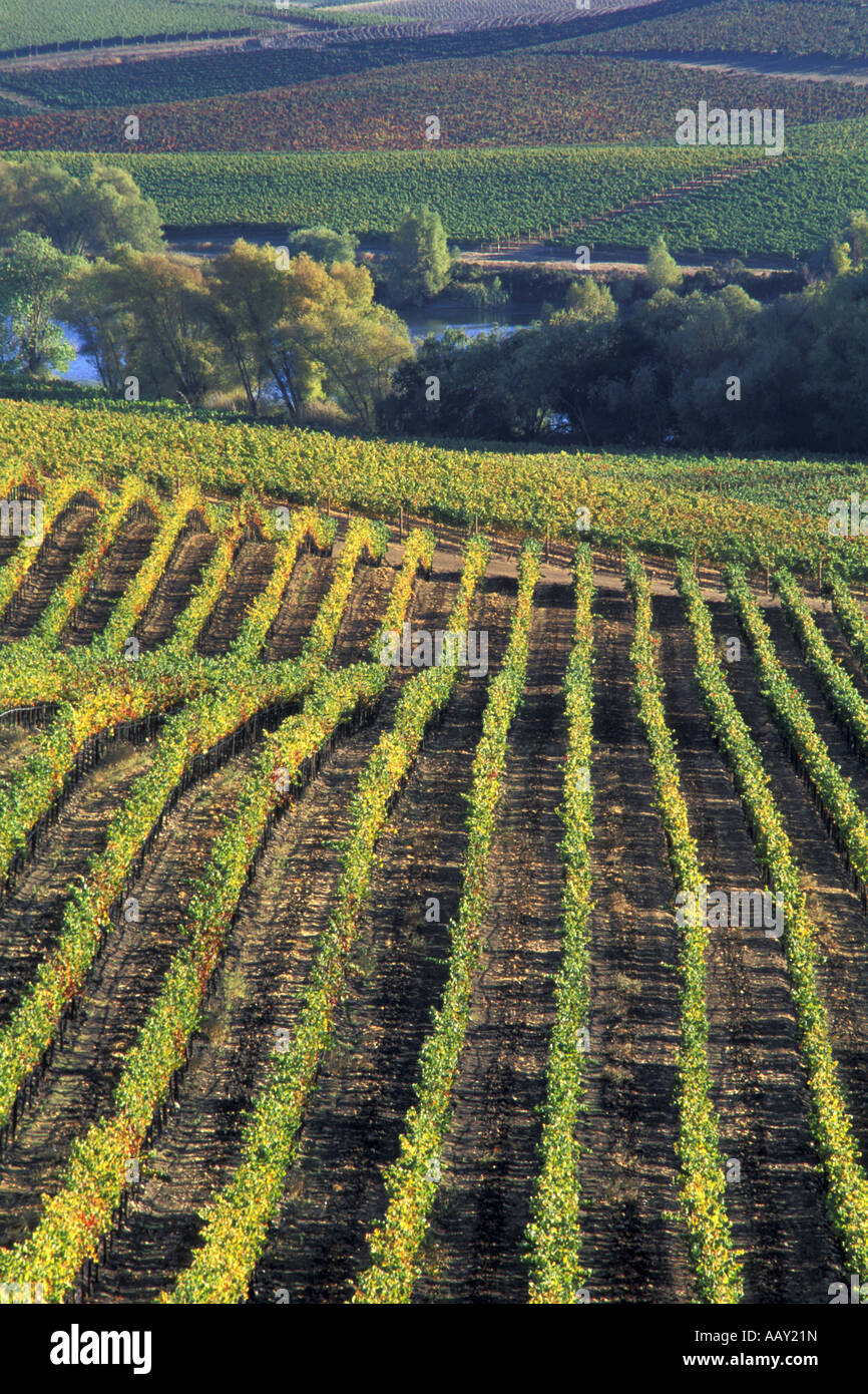Filari di vigneti vigna in Carneros Creek regione della Valle di Napa regione vinicola della California in verticale Foto Stock