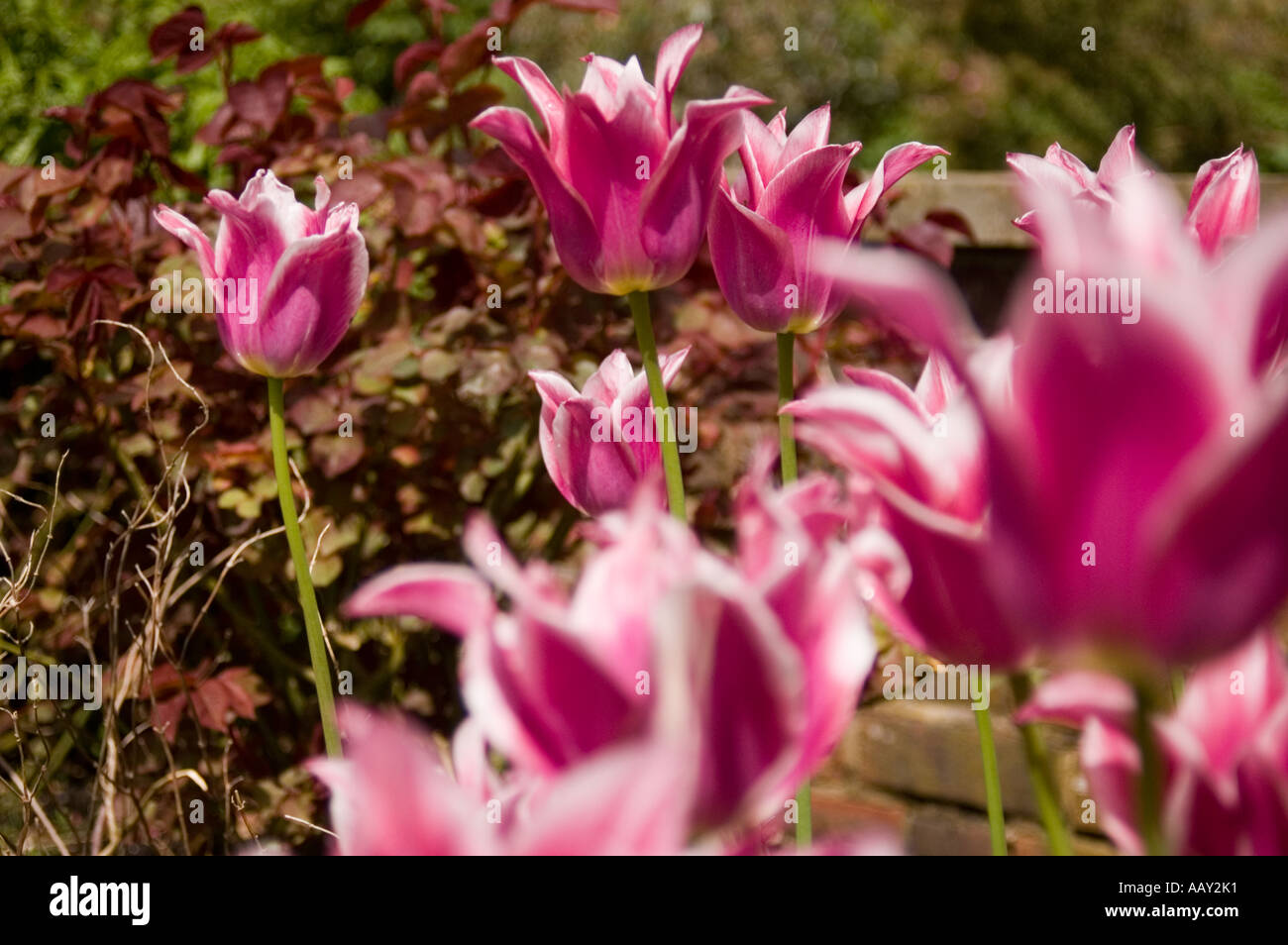 Fiori, molla, REGNO UNITO Foto Stock