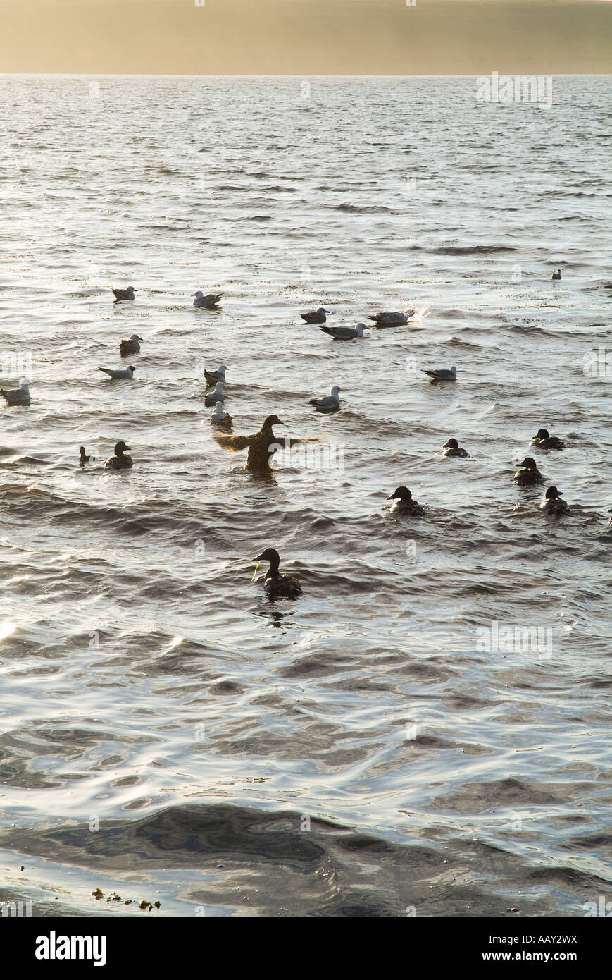 Dh Eider uccelli ORKNEY Gregge di Somateria mollissima anatre con papere e gabbiani Foto Stock