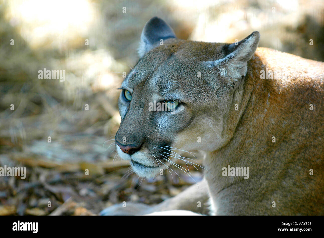 Florida Panther Felis concolor coryi Foto Stock