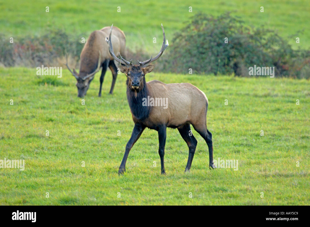 Bull Roosevelt Elk (Cervus elaphus roosevelti) a Jewell Prati, Oregon, Stati Uniti d'America Foto Stock