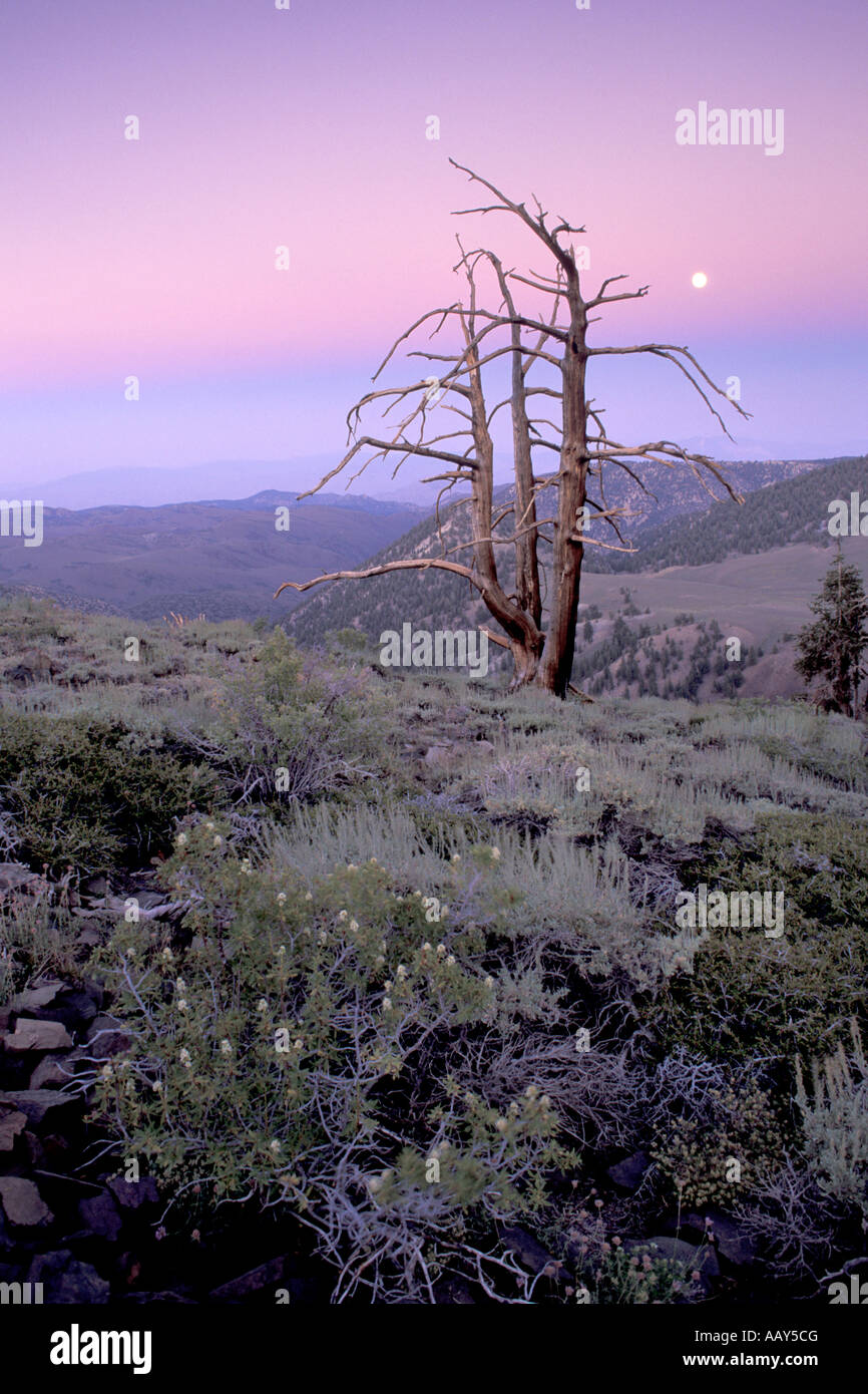 Antica bristlecone pine tree nelle White Mountains della California mostrato al tramonto con luna piena verticale ascendente Foto Stock