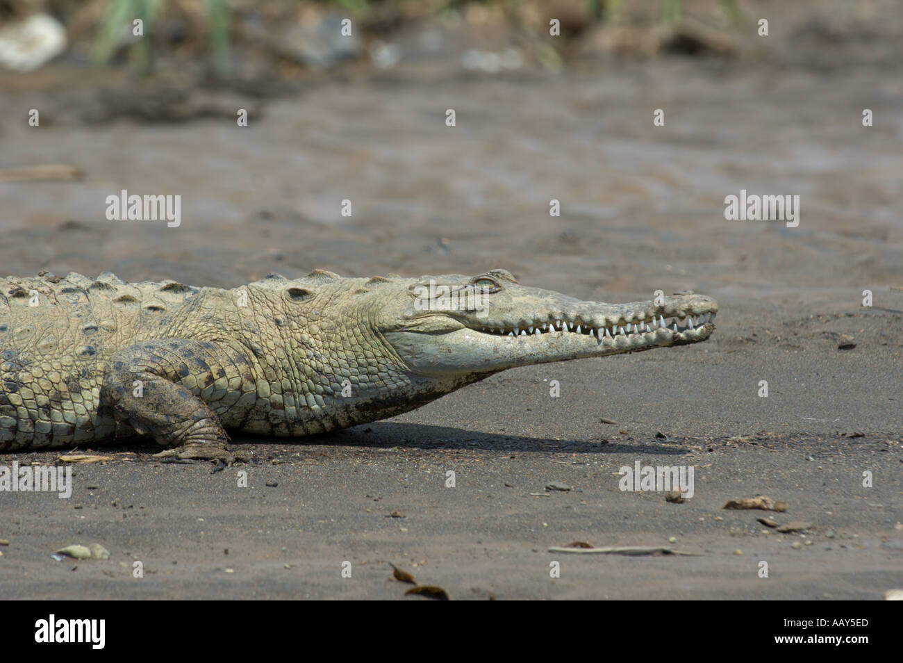 Coccodrillo americano (Crocodylus actus) sul Rio Tarcoles Costa Rica Foto Stock