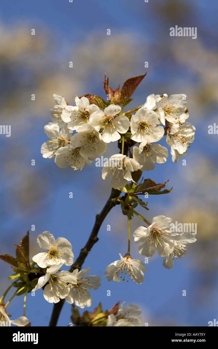 Ciliegio selvatico Prunus avium blossom Keston comuni di Kent REGNO UNITO molla Foto Stock