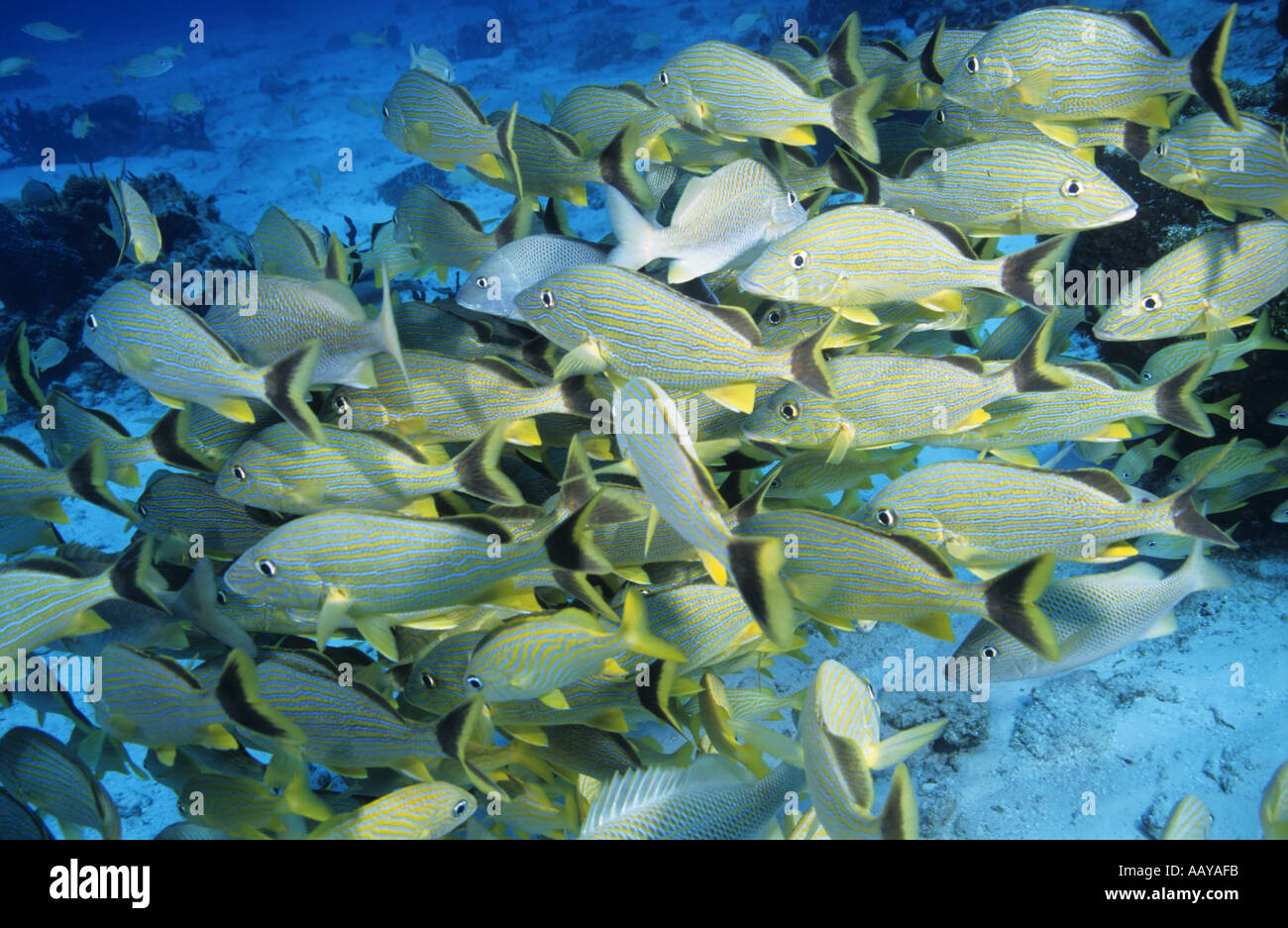 Messico, Isola di Cozumel, Paraiso - Mar dei Caraibi - Scuola di un Lutjan Seaperch Lutjanus Kasmira pesce Foto Stock