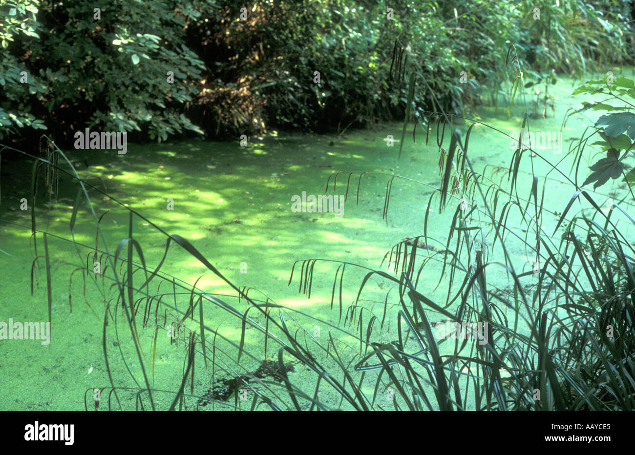 Fiume nella nuova foresta Regno Unito Foto Stock