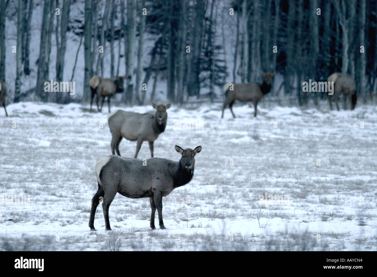 Elk, Cervus elaphus Foto Stock