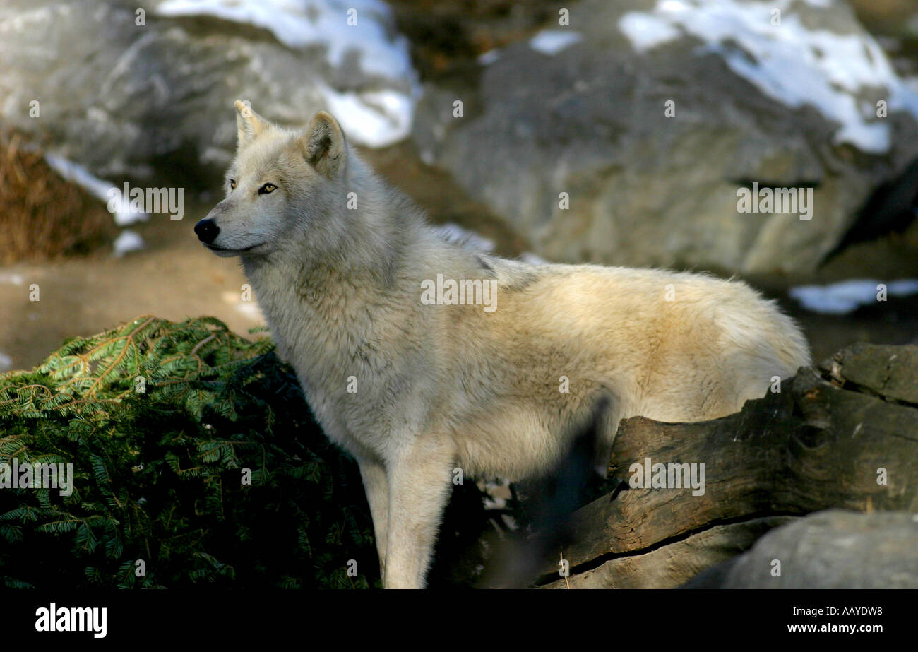 Lupo grigio, Canis lupus Foto Stock