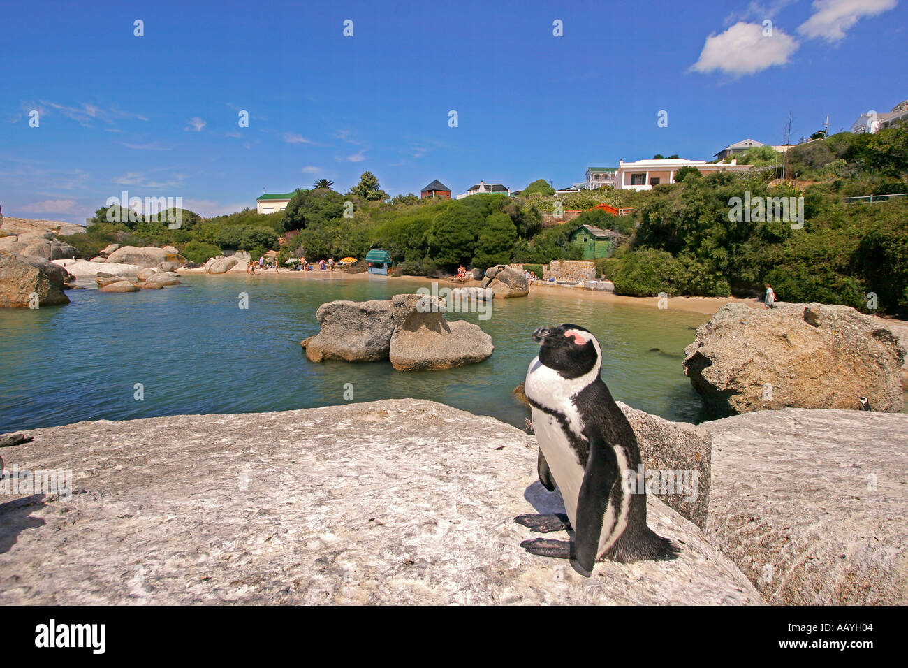 SA simon s town boulders beach jackass penguin Foto Stock