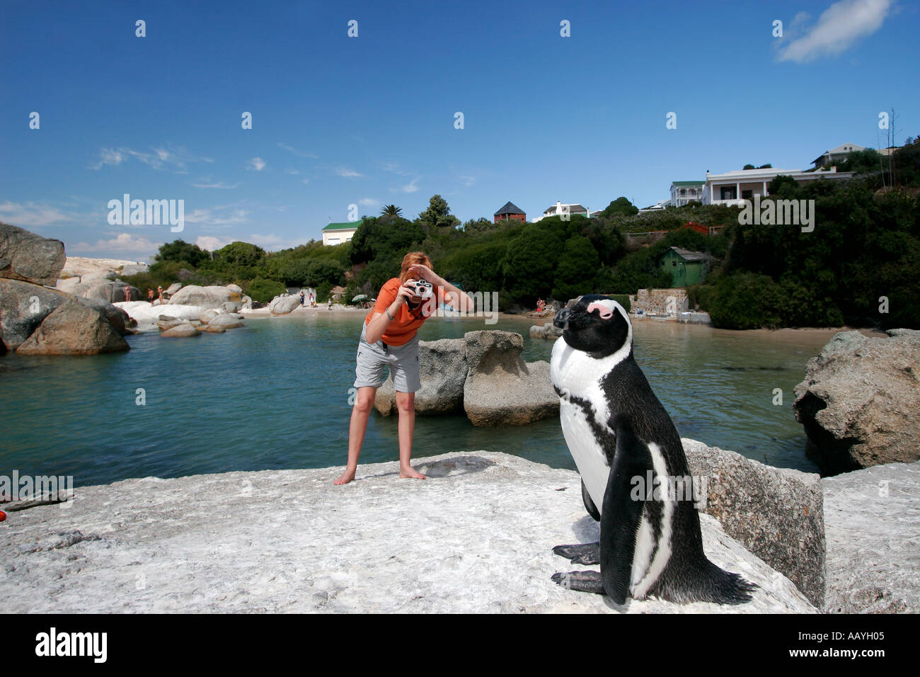 SA simon s town boulders beach jackass penguin su una roccia tourist preso le immagini Foto Stock