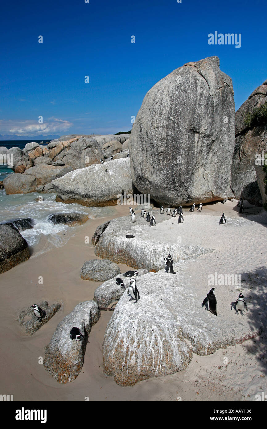SA simon s town boulders beach colonia di pinguini Jackass rocce Foto Stock