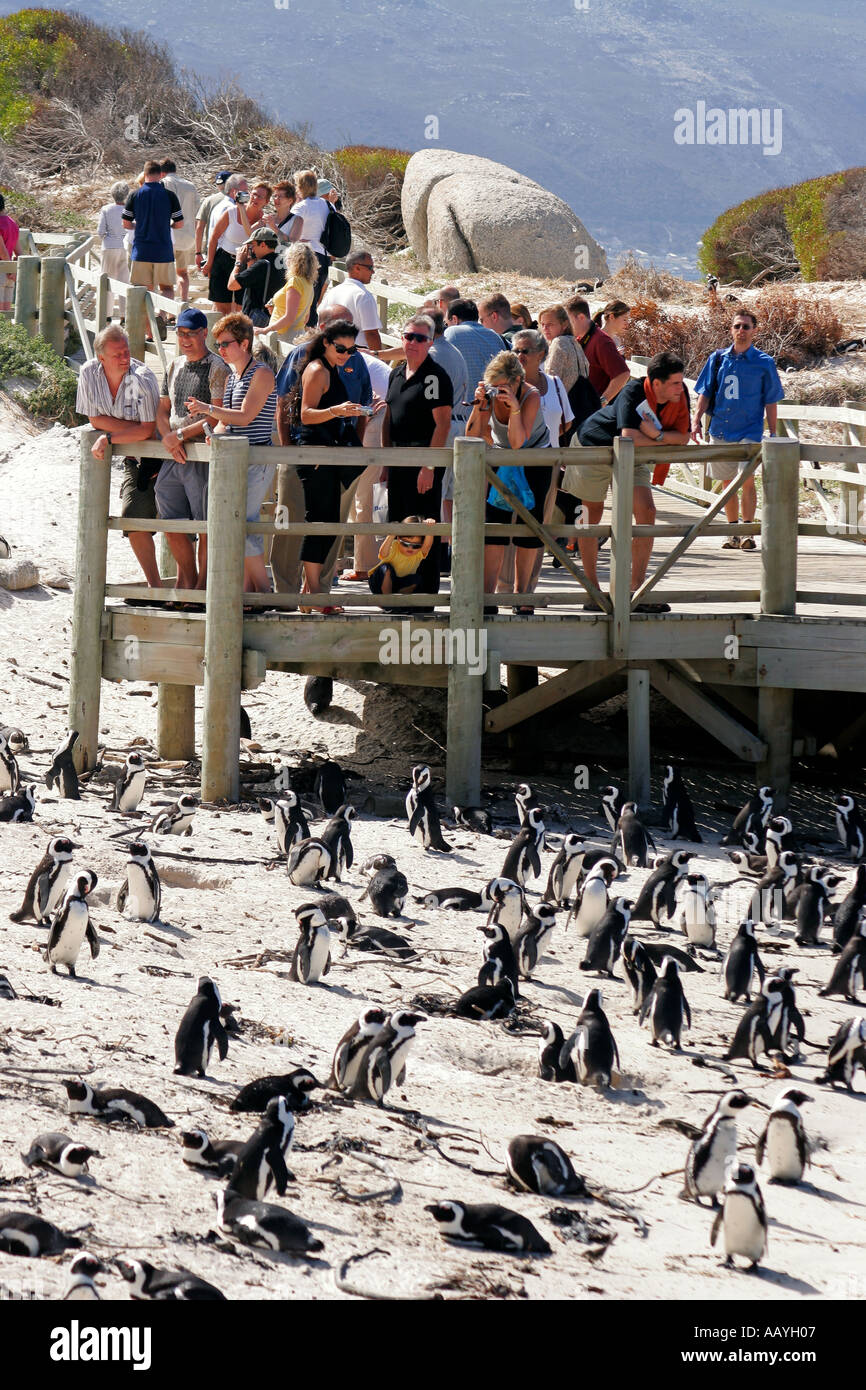 SA simon s town boulders beach colonia di pinguini Jackass viewpoint turisti Foto Stock