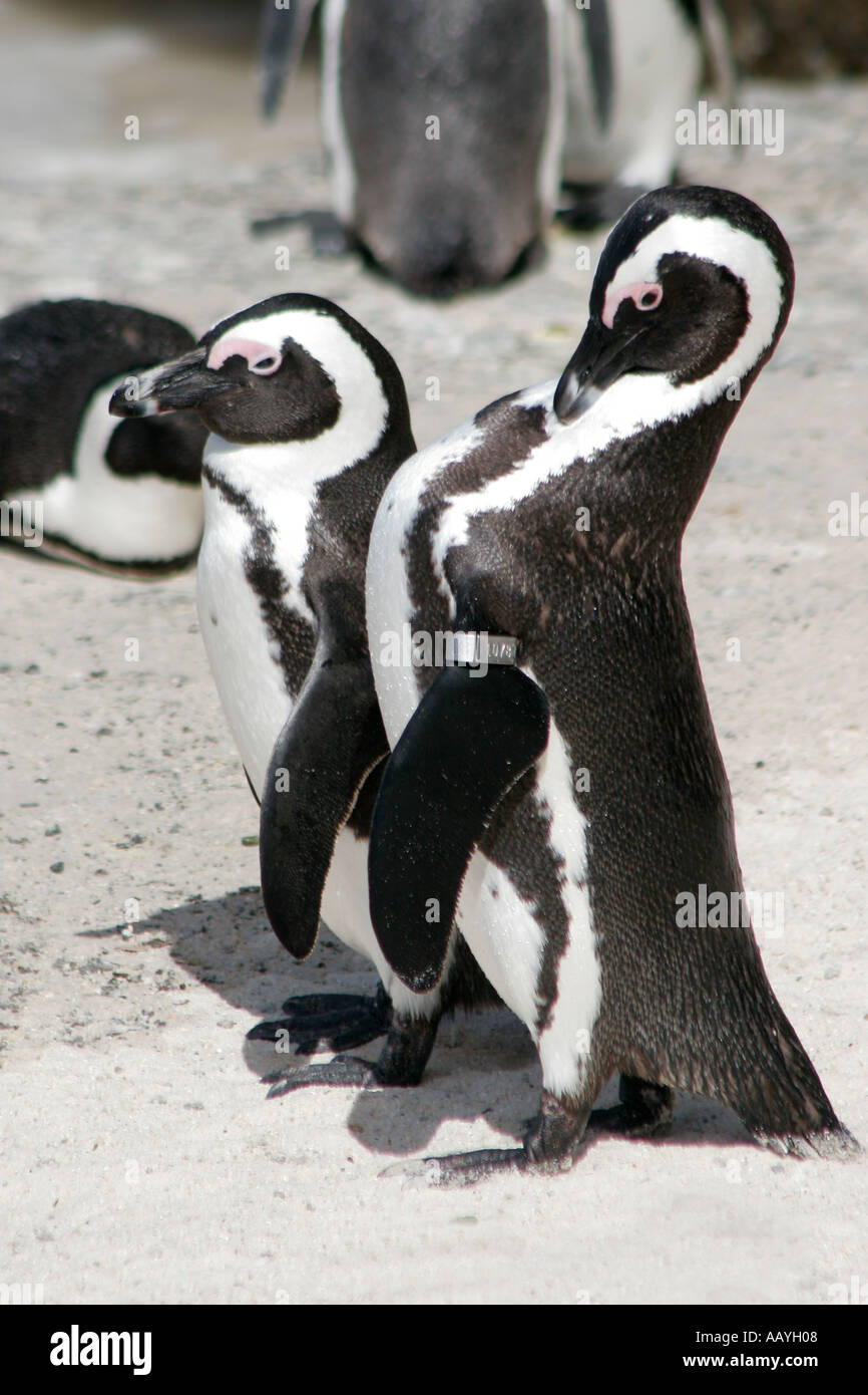 SA simon s town boulders beach colonia di pinguini Jackass giovane Foto Stock