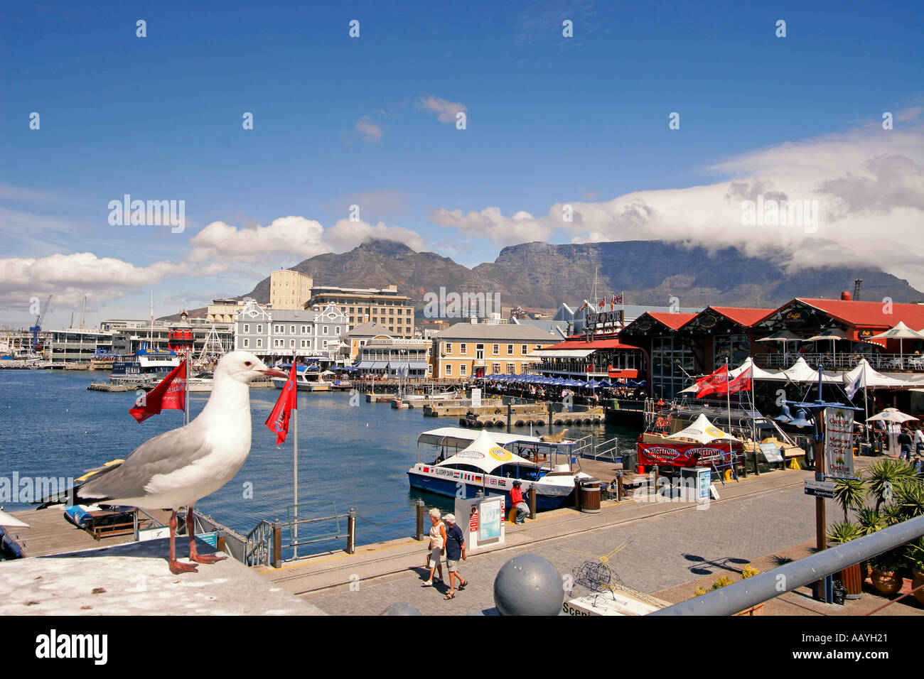 Sud Africa cape town Victoria Albert waterfront pier gabbiano Foto Stock