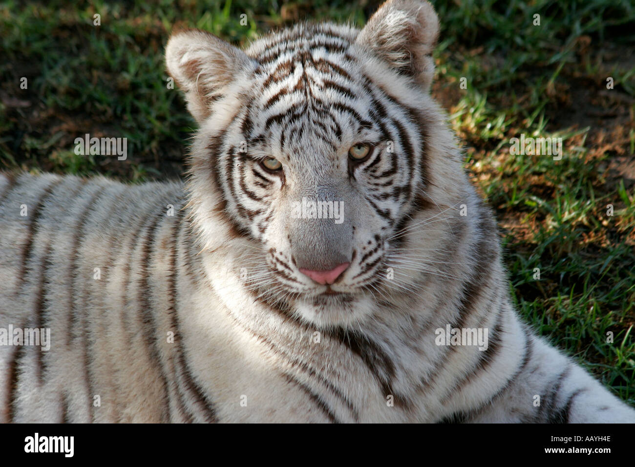 Sud Africa outdshorn parco giochi tigre bianca Foto Stock