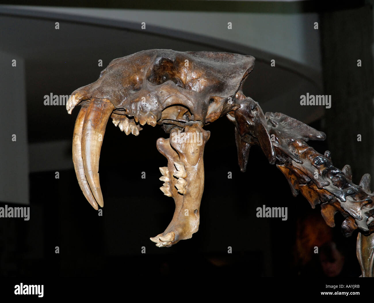 Conserve Sabertoothed Cat, Smilodon fatalis, lo scheletro da La Brea Tar Pits, Pagina Museum di Los Angeles Foto Stock