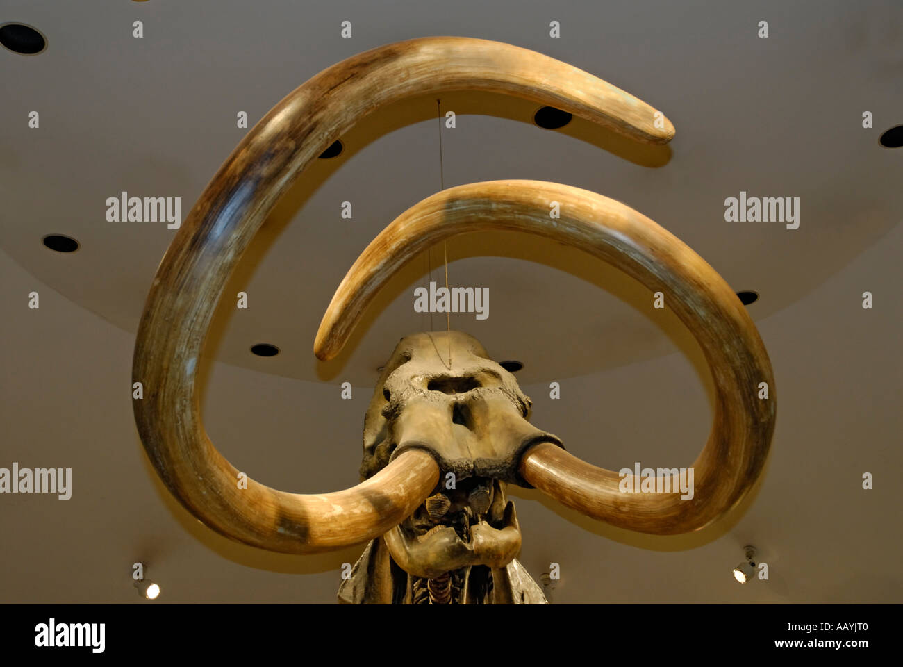 Columbian mammut, Mammuthus columbi, lo scheletro con zanne da La Brea Tar Pits, Pagina Museum di Los Angeles Foto Stock