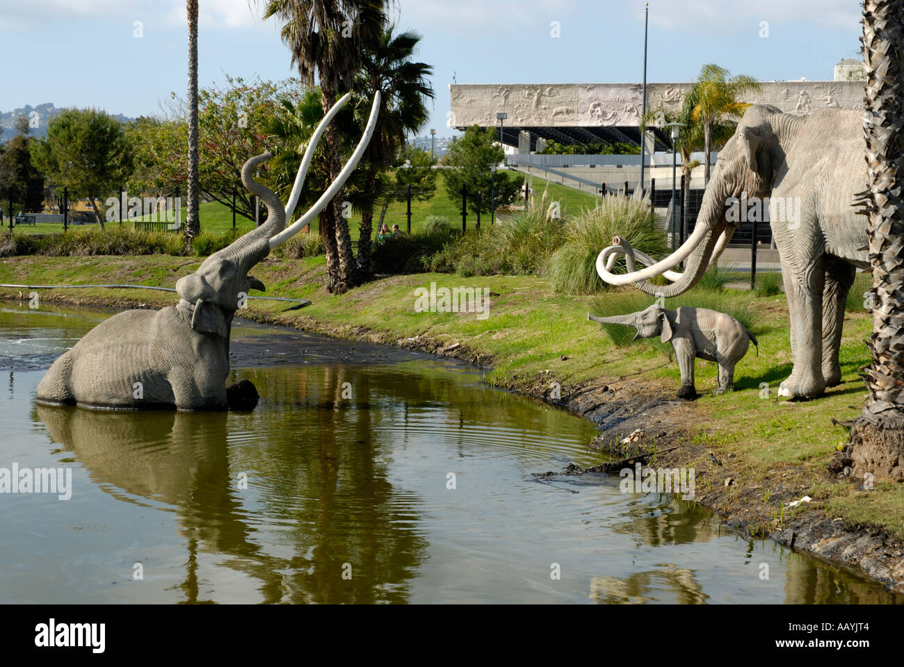 Le riproduzioni, modelli di estinzione Coumbian mammut, Mammuthus columbi, nella parte anteriore della pagina Museum di Los Angeles in California Foto Stock