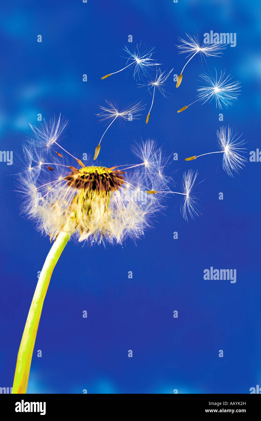 Fiore di tarassaco con semi essendo bown lontano dal concetto di vento metafora per la crescita del business Foto Stock