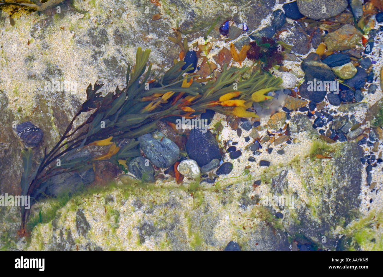 Modelli di alghe marine, St Ives Cornwall. Foto Stock