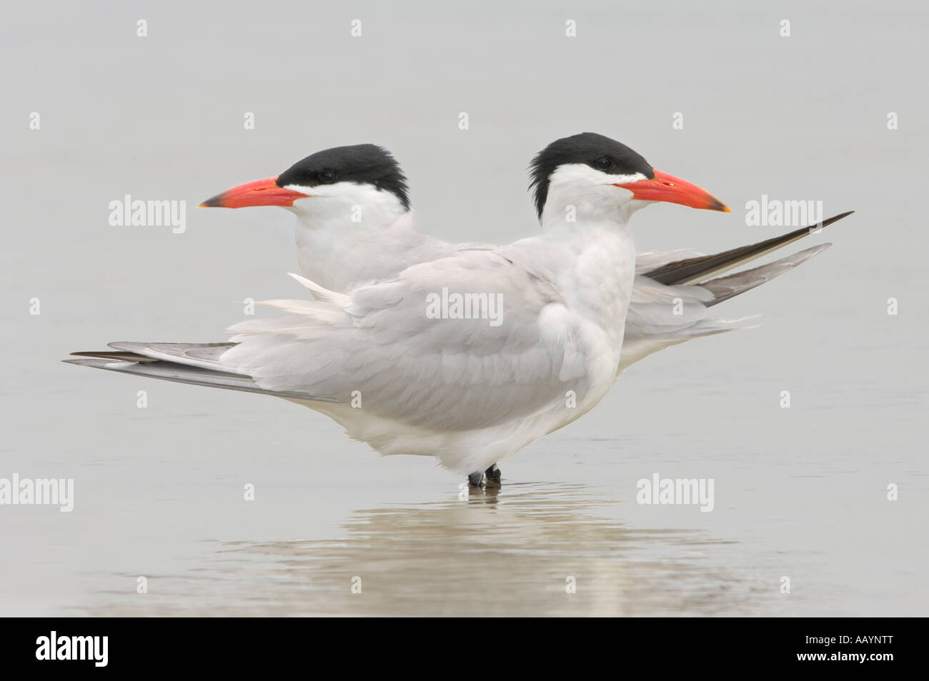 Caspian Sterne piumaggio di allevamento sulla spiaggia di Fort DeSoto Park, Tierra Verde, Florida Foto Stock