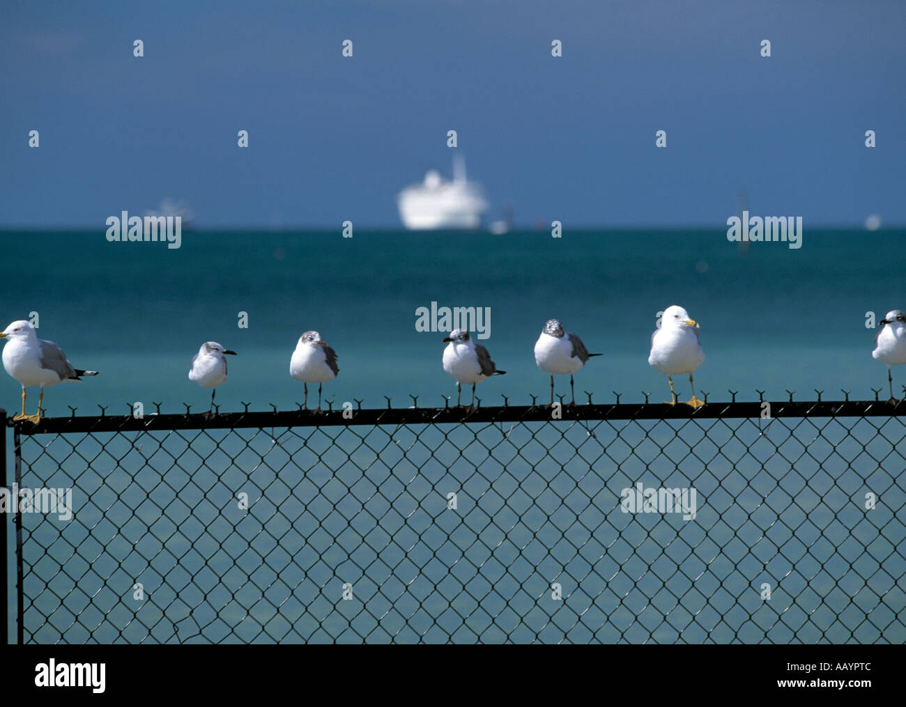 Stati Uniti Stati Uniti d'America, america, americana, florida, i tasti, stretto di florida, Foto Stock