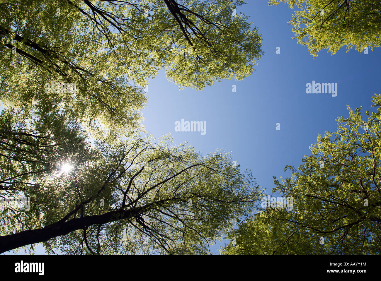 La Svezia Skane Forest sky Foto Stock