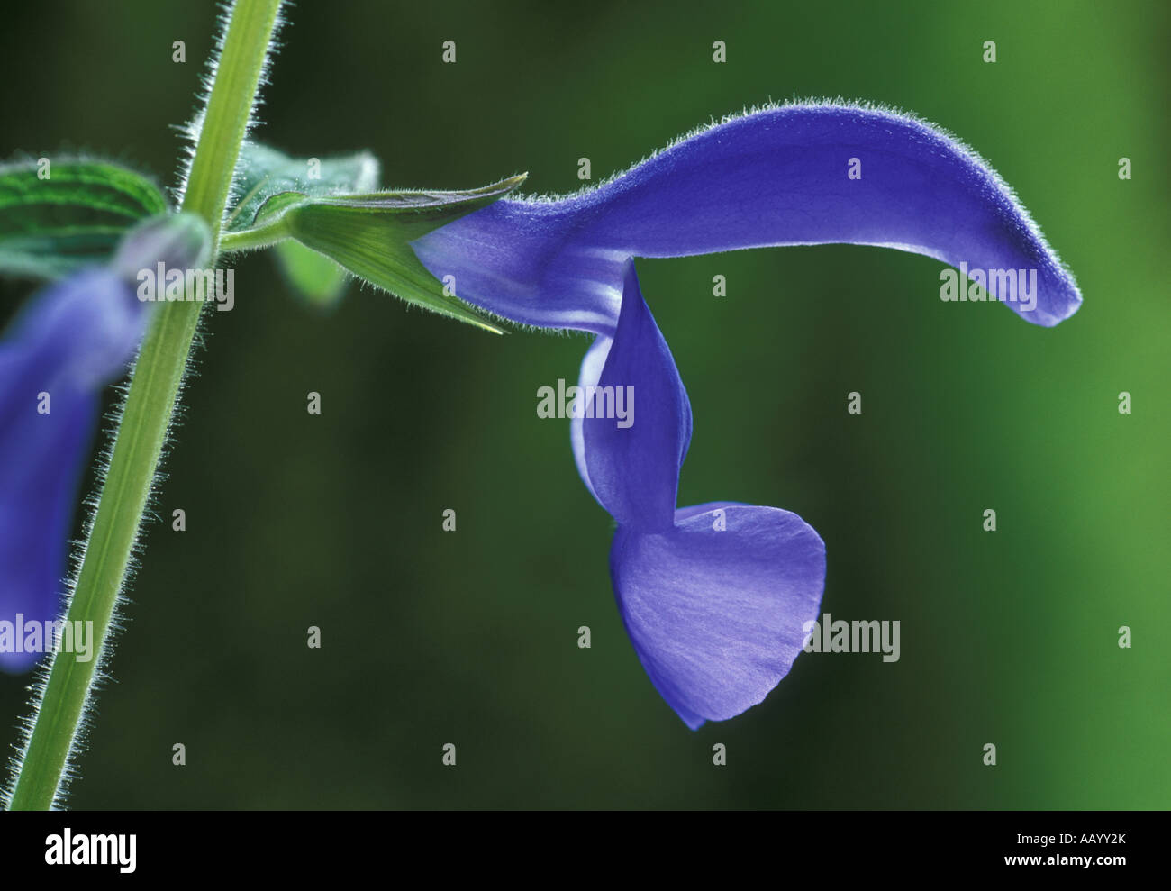 La Salvia Blue Angel Foto Stock