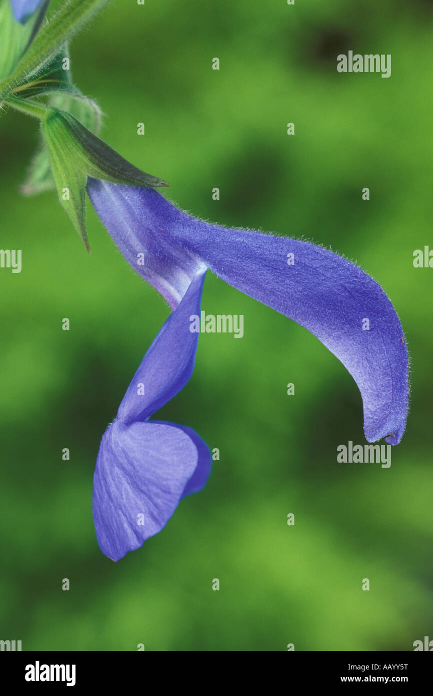 La Salvia Blue Angel Foto Stock