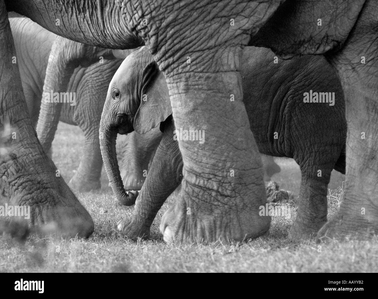 Famiglia di elefante in Addo Elephant National Park in Sud Africa Foto Stock