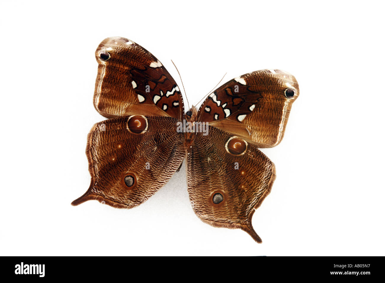Opoptera Aorsa farfalla maschio dal Perù Foto Stock