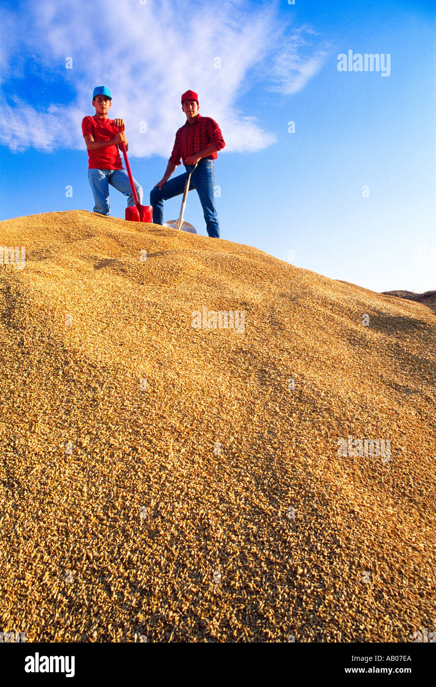 Agricoltura - contadino e suo figlio stand sulla cima di un fresco di scorte di orzo raccolto nel campo / Manitoba, Canada. Foto Stock