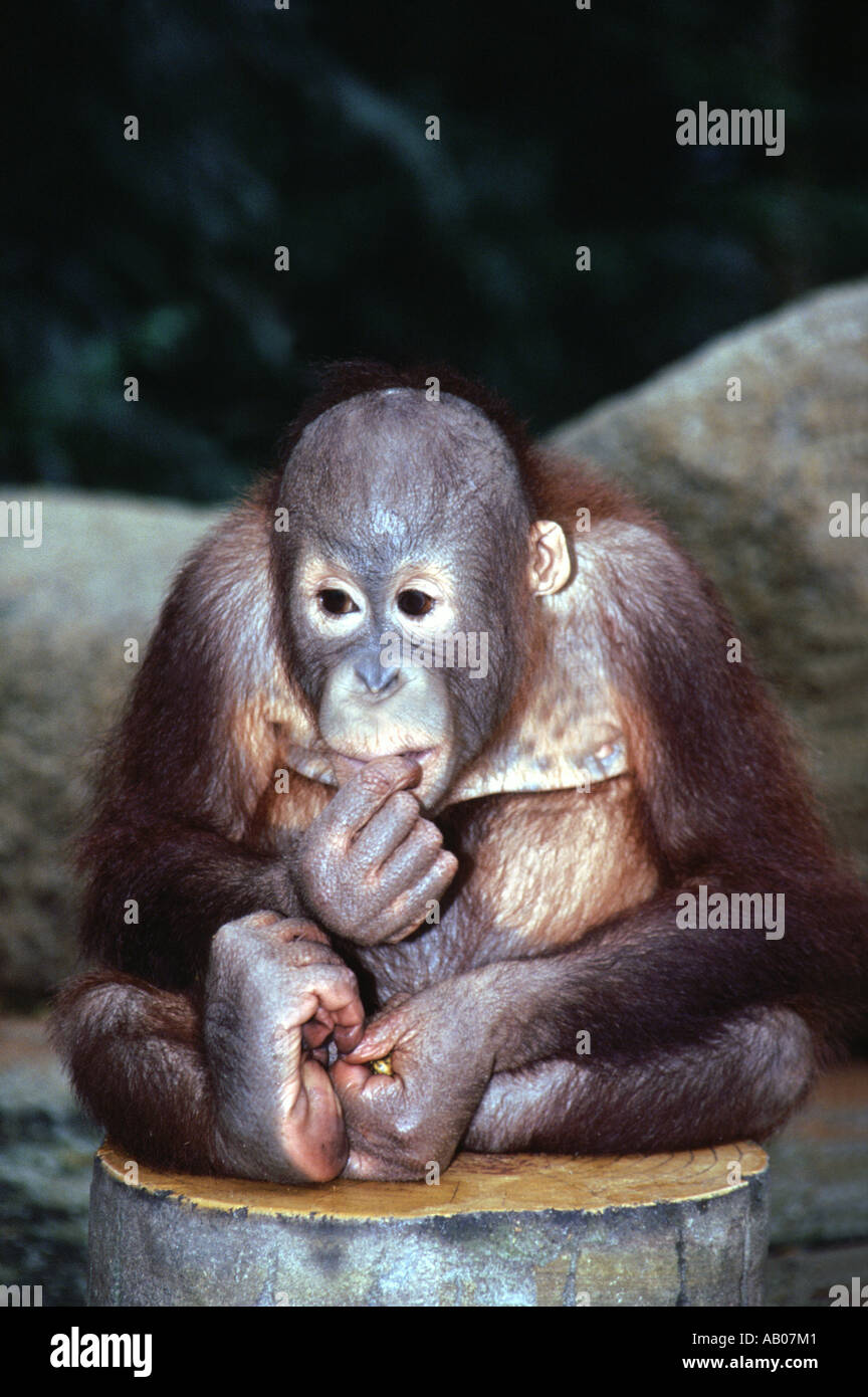 Giovane orang-utan allo zoo di Singapore Foto Stock
